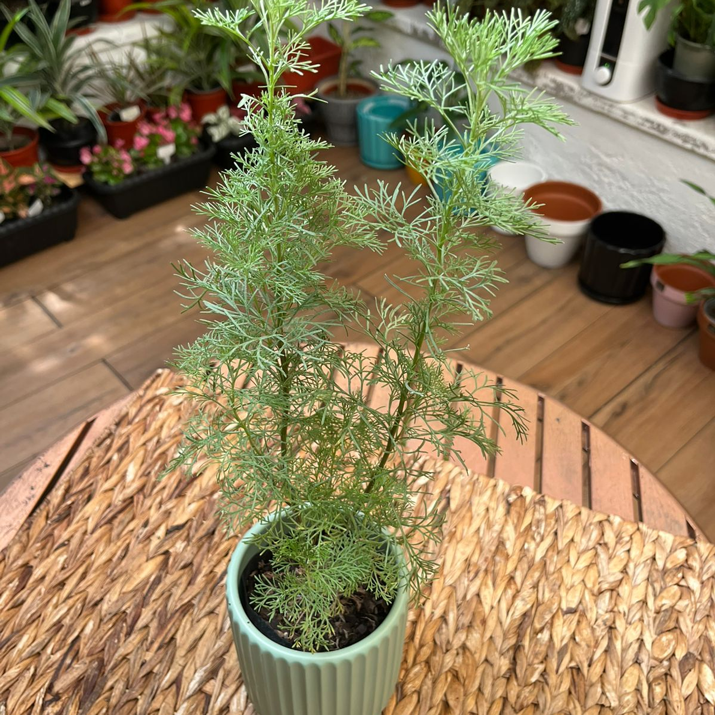 Plantas RV - Éter tamaño S  1