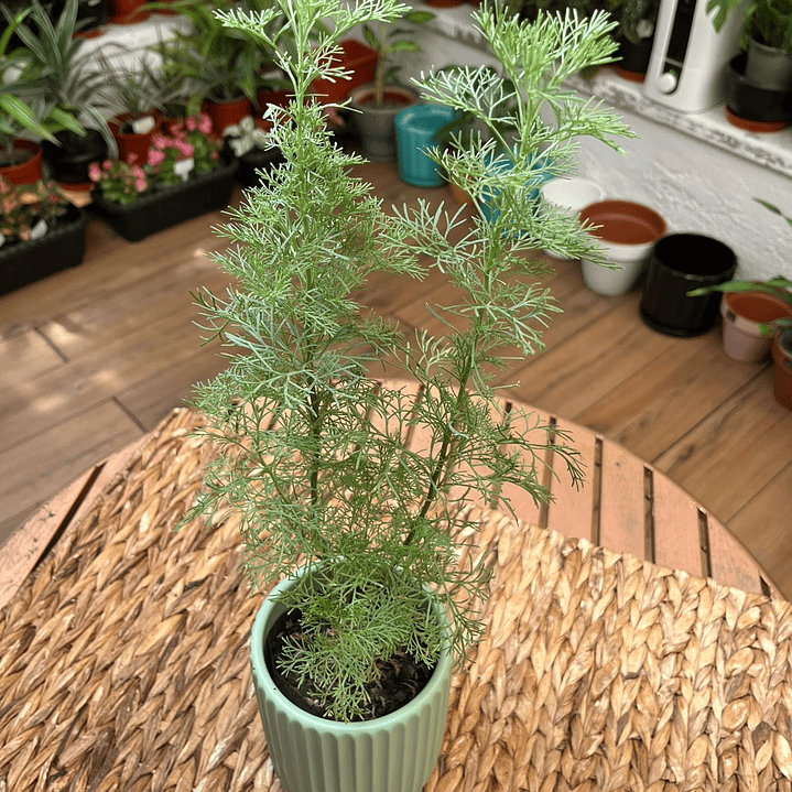 Plantas RV - Éter tamaño S  1