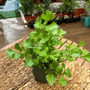 Plantas RV - Apio tamaño S 