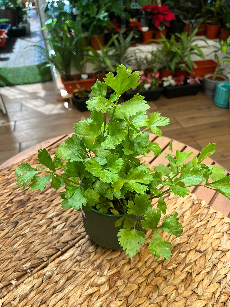 Plantas RV - Apio tamaño S  1