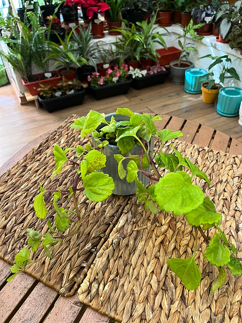 Plantas RV - Dólar Verde tamaño S 