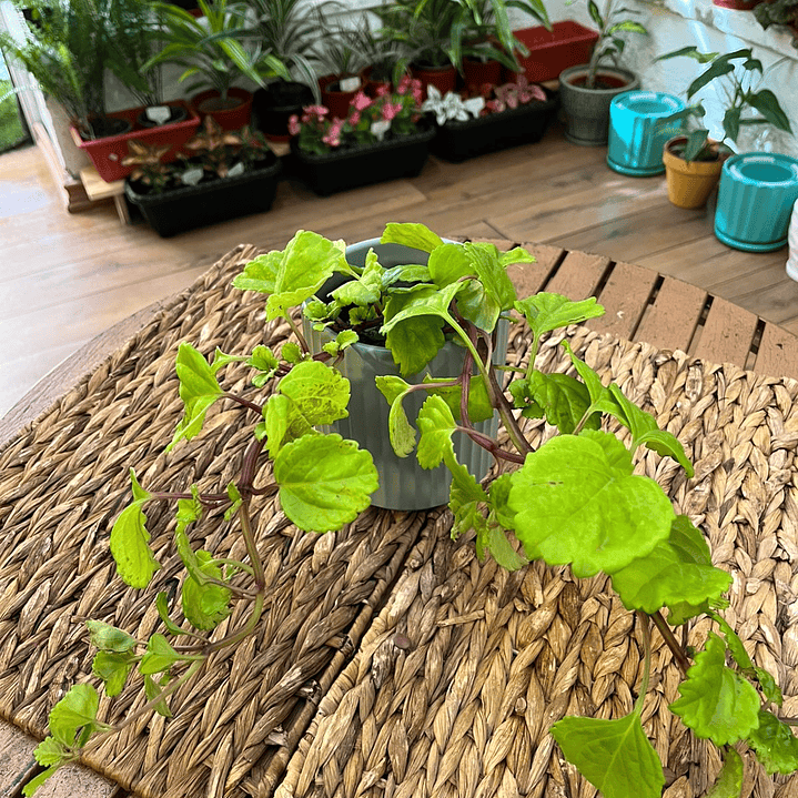 Plantas RV - Dólar Verde tamaño S  1