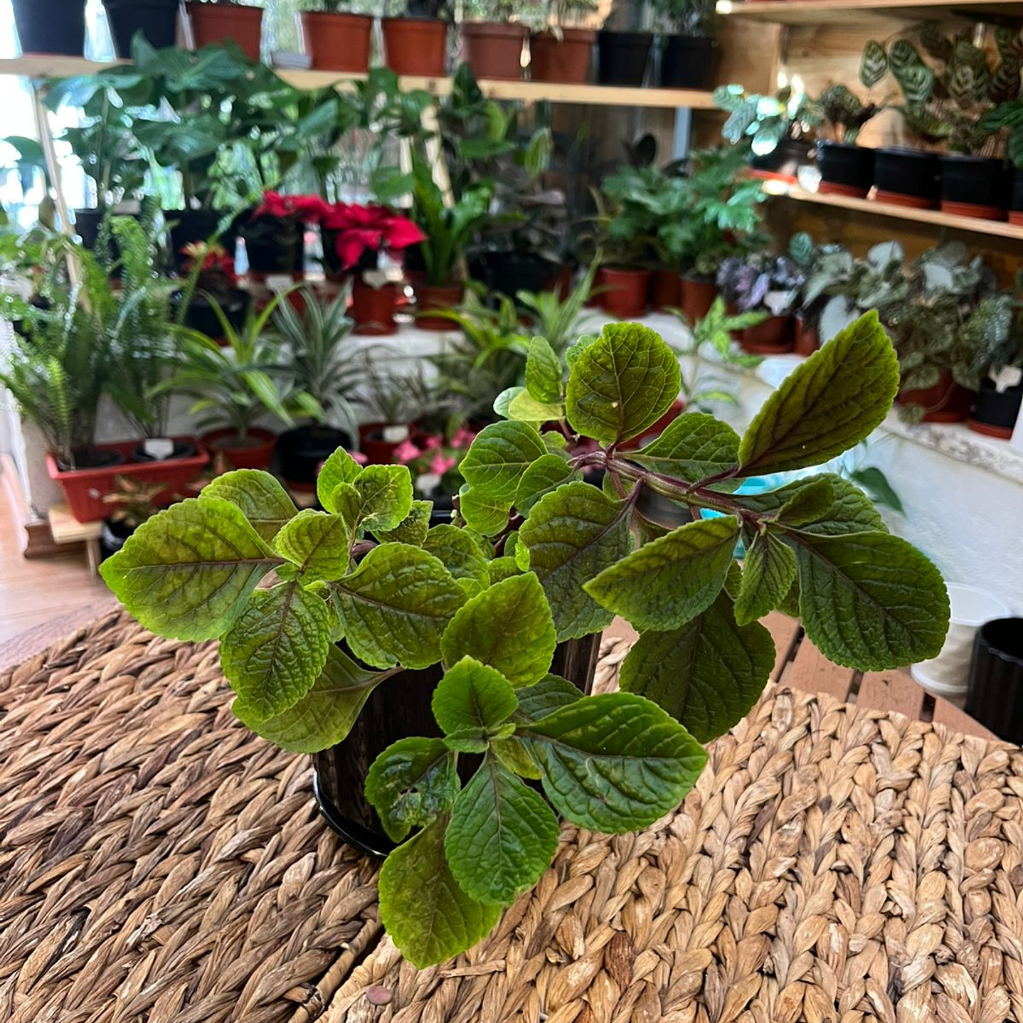 Plantas RV - Dólar negro tamaño S  1