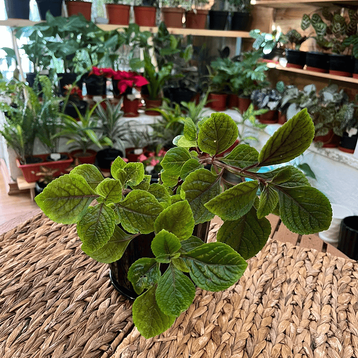 Plantas RV - Dólar negro tamaño S  1