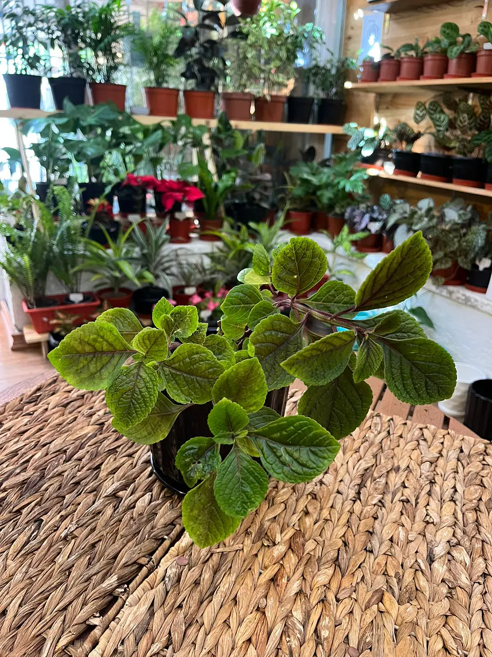 Plantas RV - Dólar negro tamaño S  1
