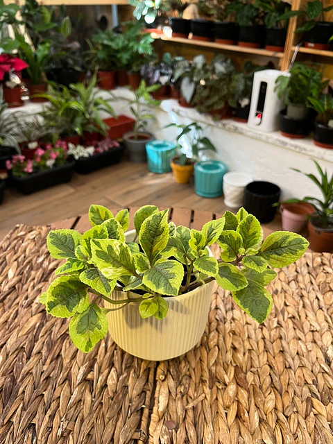 Plantas RV - Dólar variegado tamaño S 