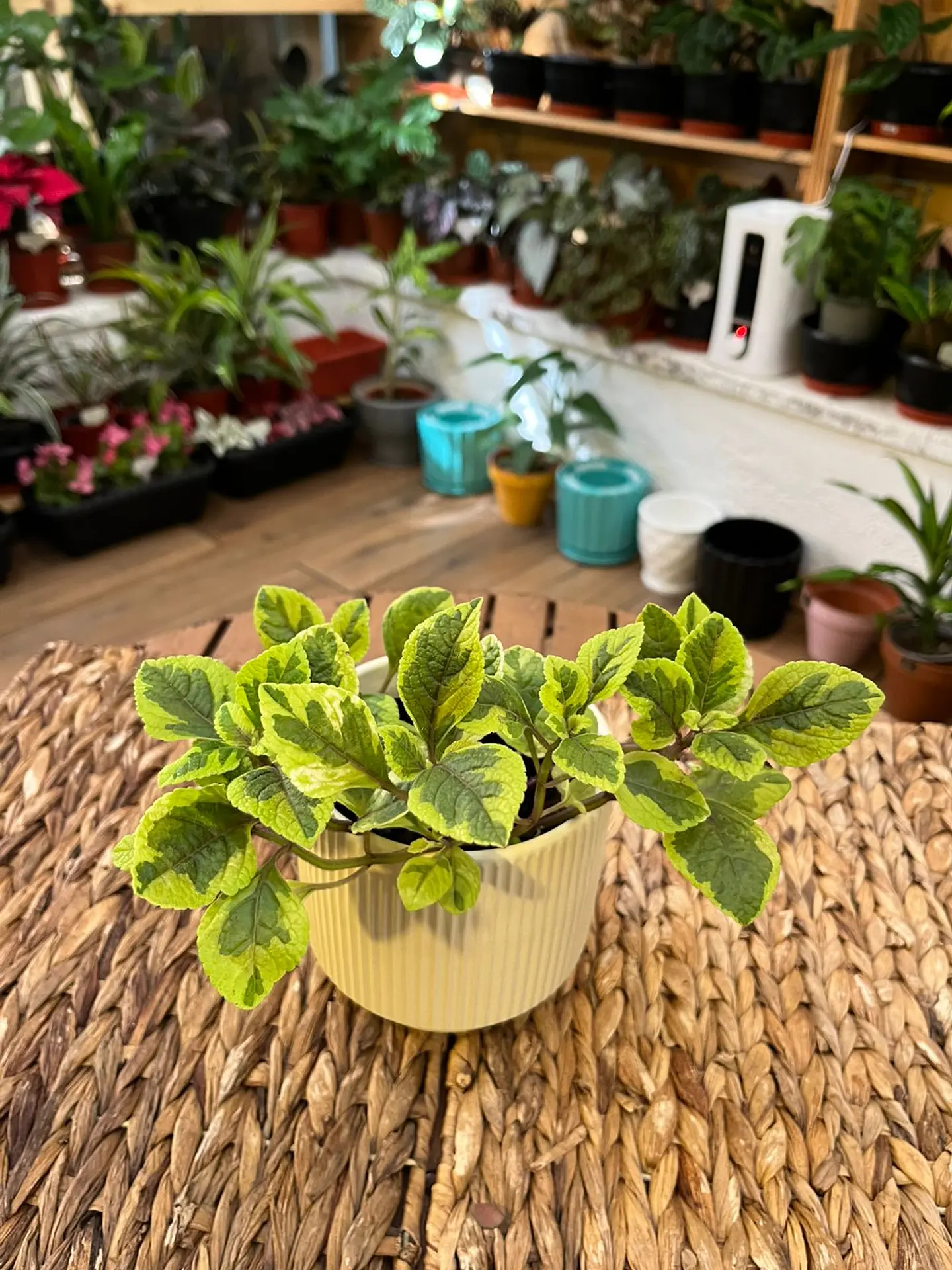 Plantas RV - Dólar variegado tamaño S  1