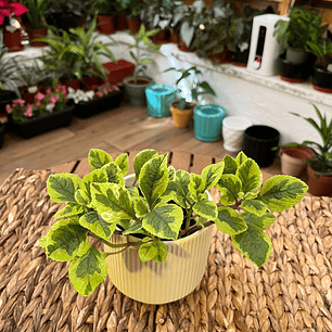 Plantas RV - Dólar variegado tamaño S 