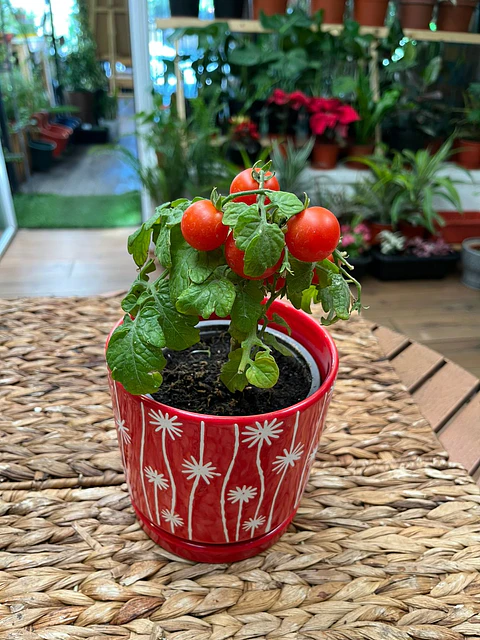 Plantas RV - Tomate Cherry tamaño S / sin maceta