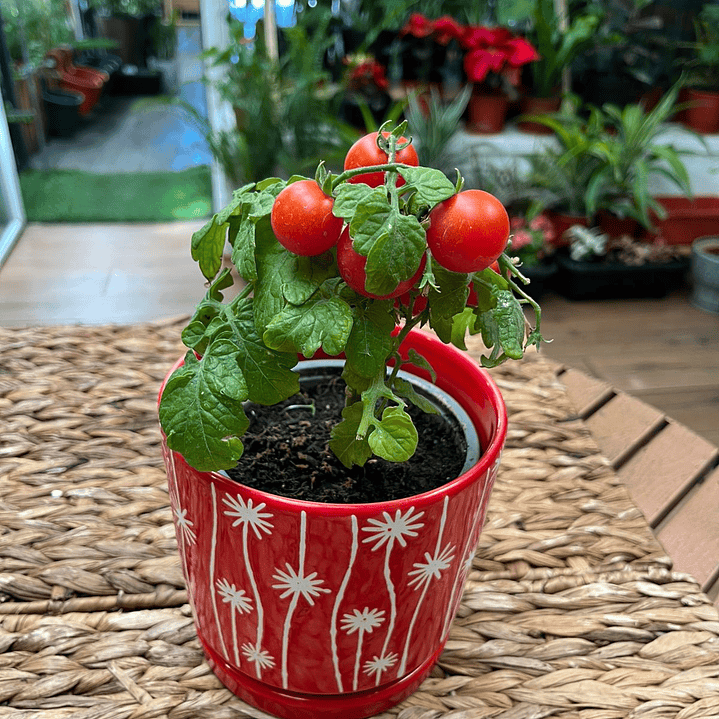 Plantas RV - Tomate Cherry tamaño S/ Retiro en tienda  1