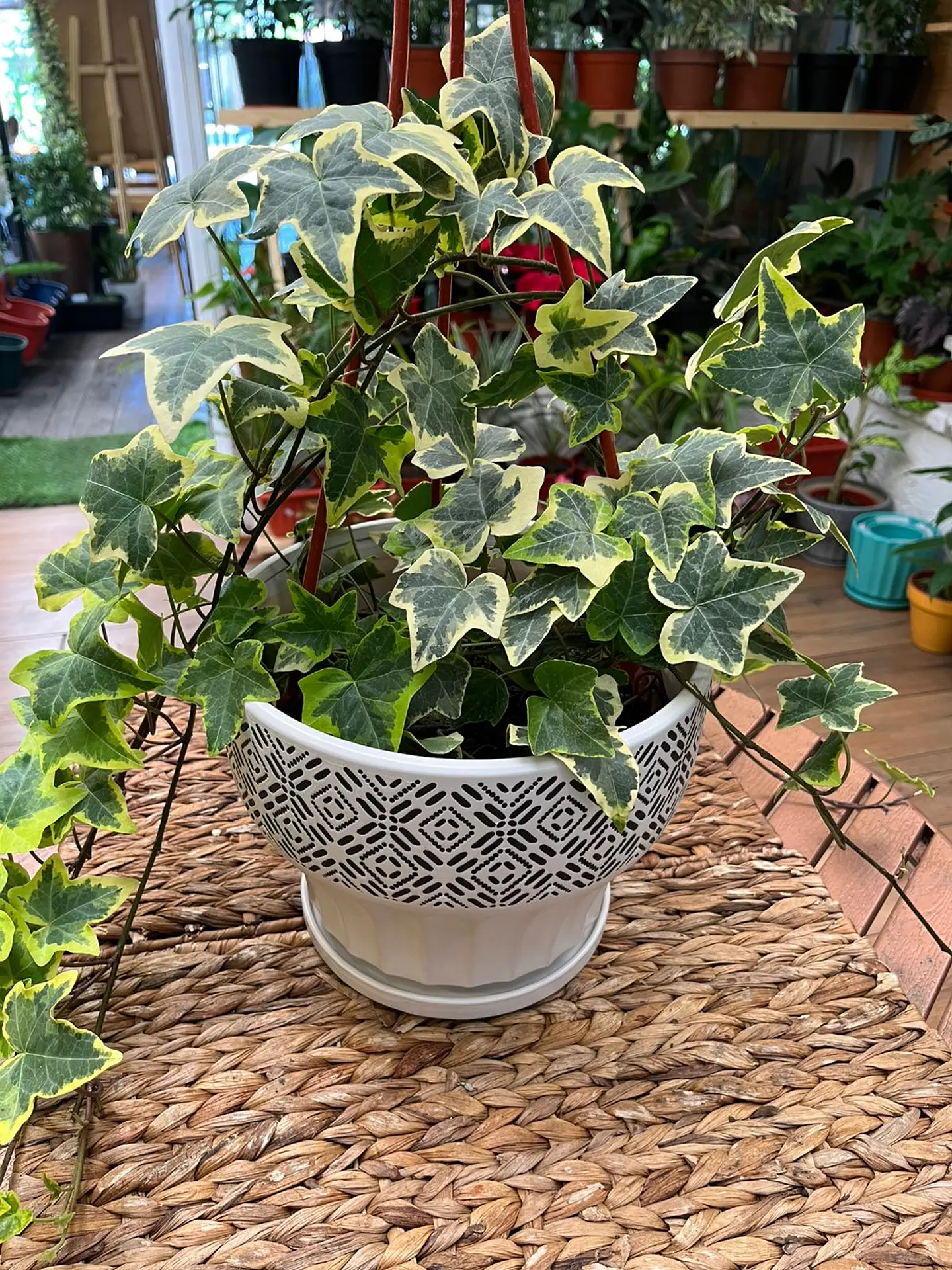Plantas RV - Hiedra tamaño M  1