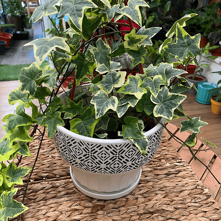 Plantas RV - Hiedra tamaño M  1