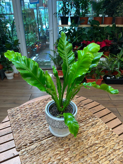Plantas RV - Helecho Asplenium tamaño S 