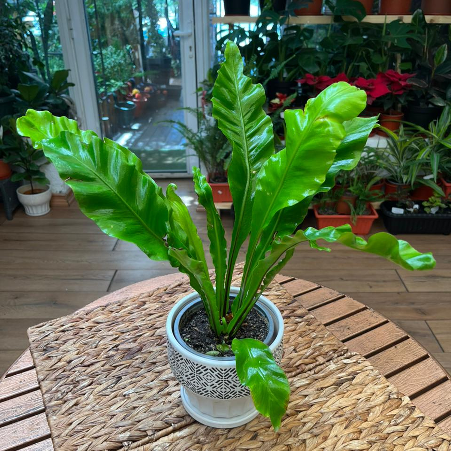 Plantas RV - Helecho Asplenium tamaño S  1