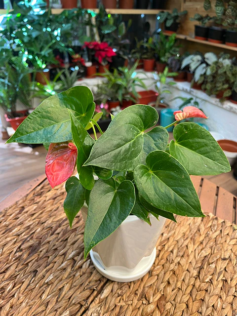 Plantas RV - Anturio tamaño M / Retiro en tienda
