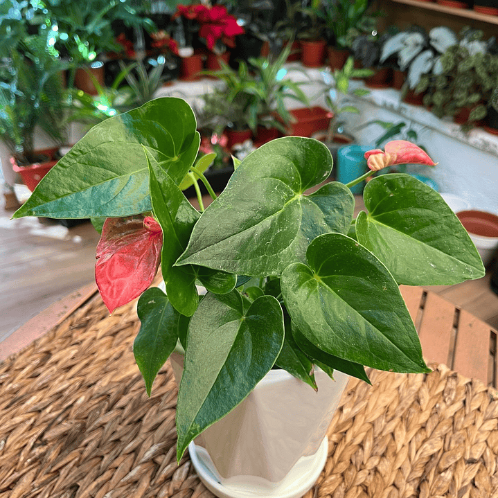 Plantas RV - Anturio tamaño M / Retiro en tienda 1