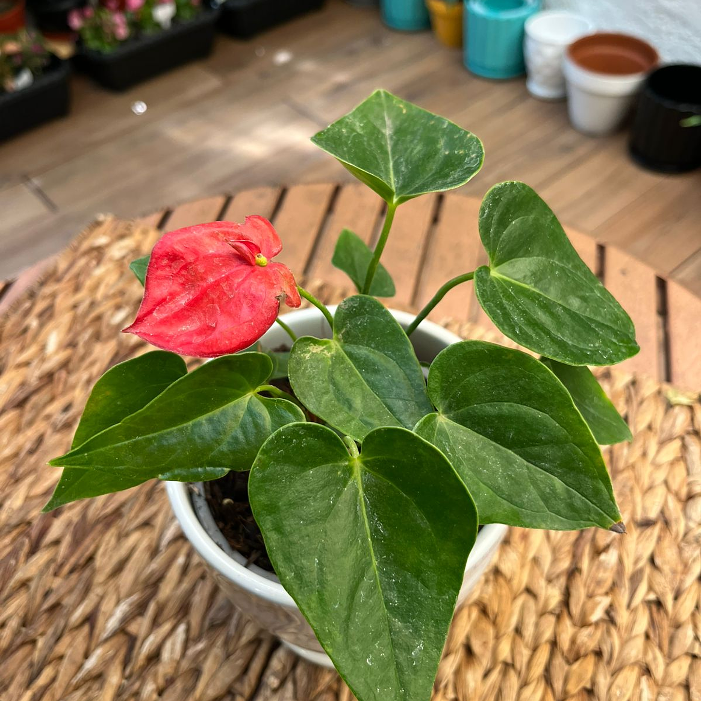  Plantas RV - Anturio tamaño S 1