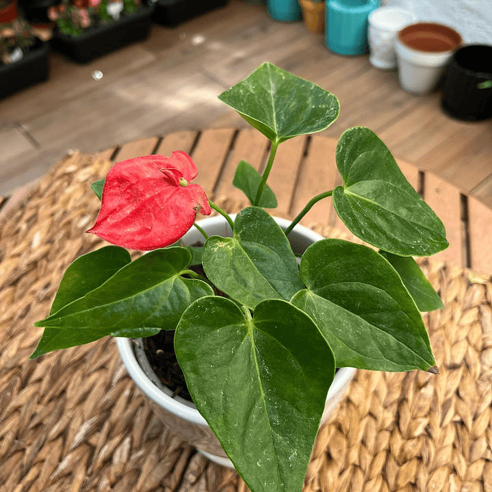  Plantas RV - Anturio tamaño S 1