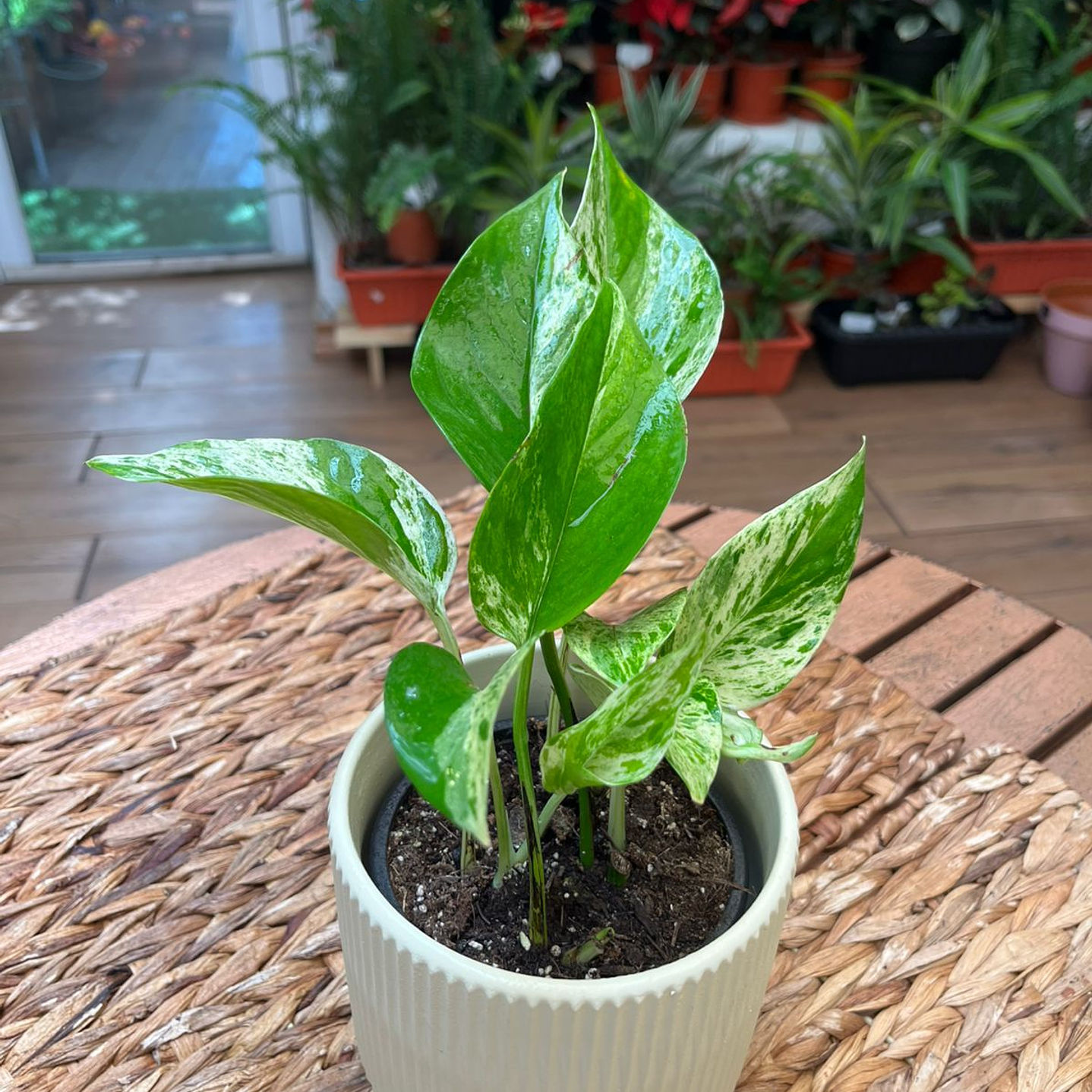 Plantas RV - Pothus Marble Queen Tamaño S  1