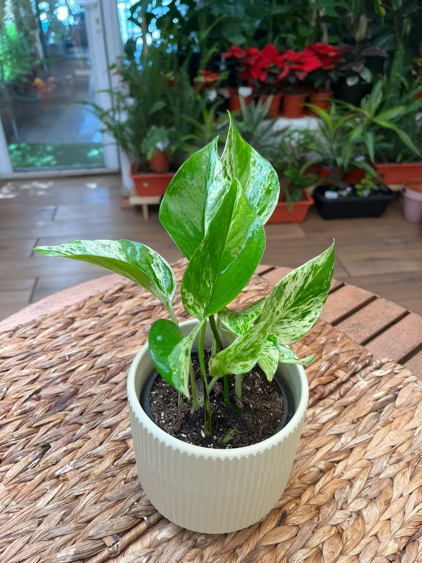 Plantas RV - Pothus Marble Queen Tamaño S  1