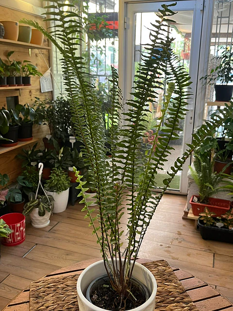 Plantas RV - Helecho Espada tamaño S 