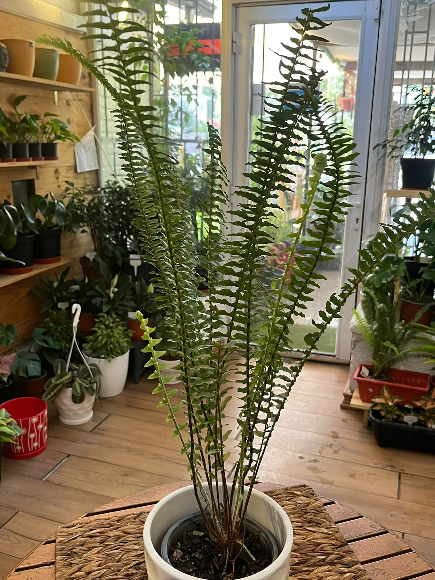 Plantas RV - Helecho Espada tamaño S  1