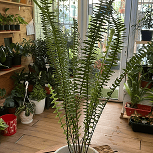 Plantas RV - Helecho Espada tamaño S 