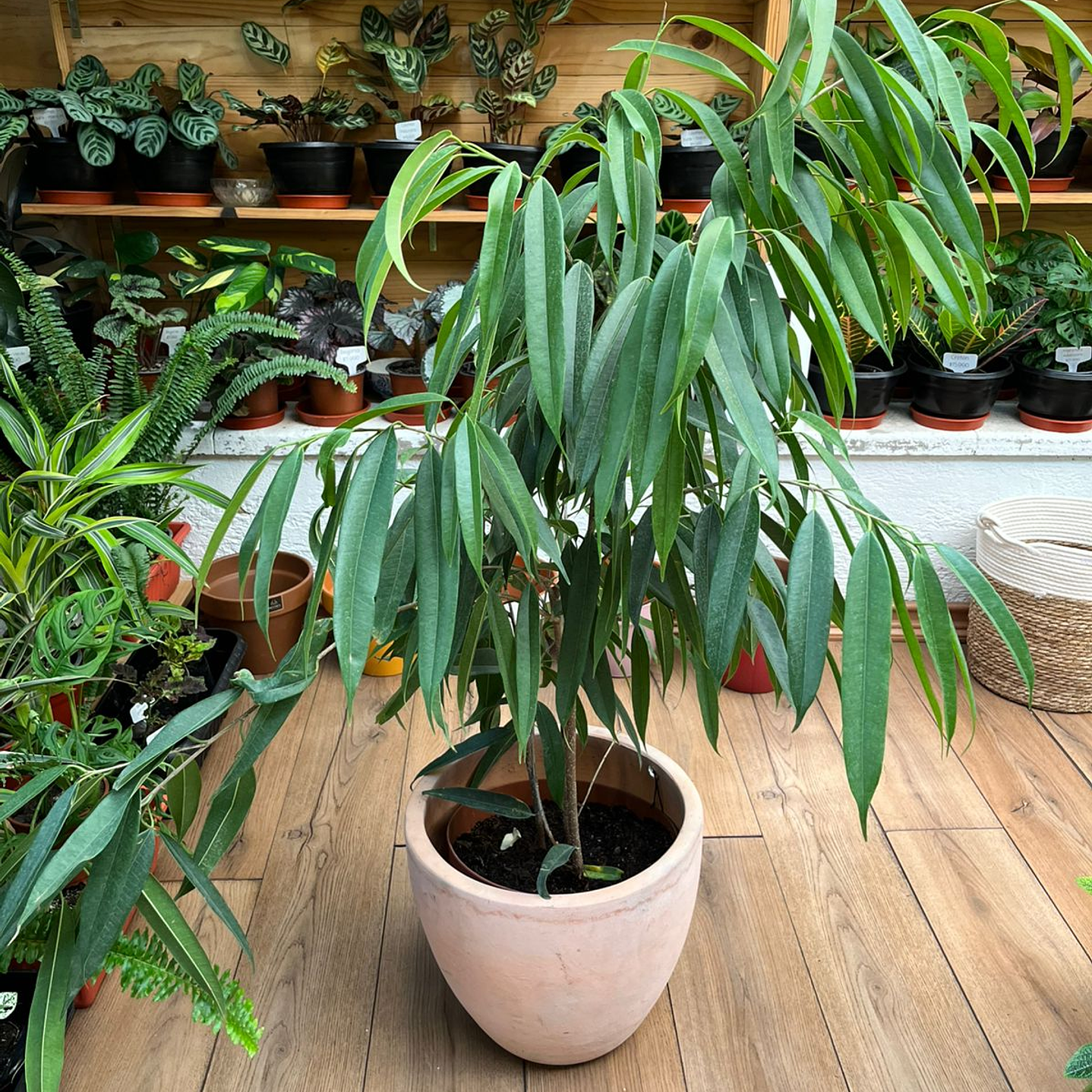 Plantas RV - Ficus Ali tamaño XL  1