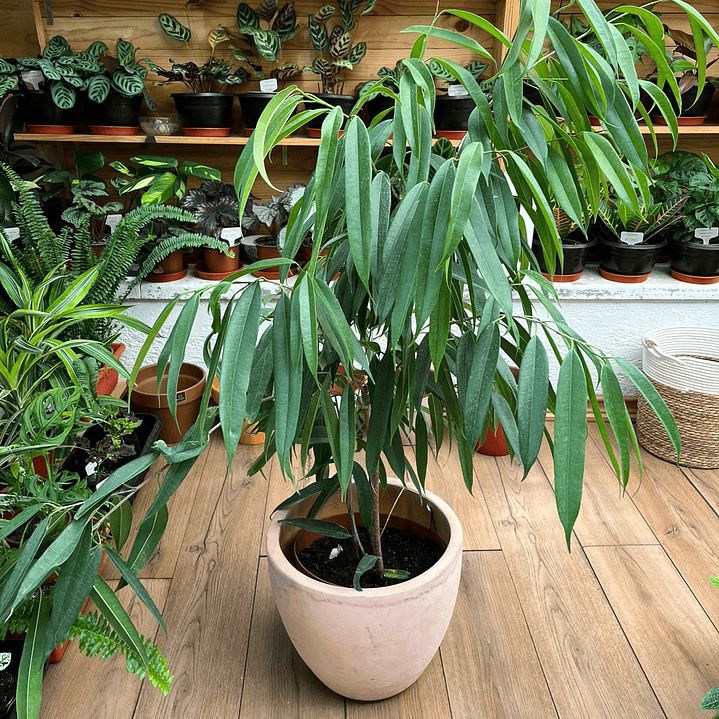 Plantas RV - Ficus Ali tamaño XL  1