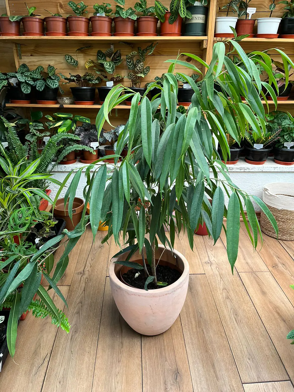 Plantas RV - Ficus Alli tamaño XL  1