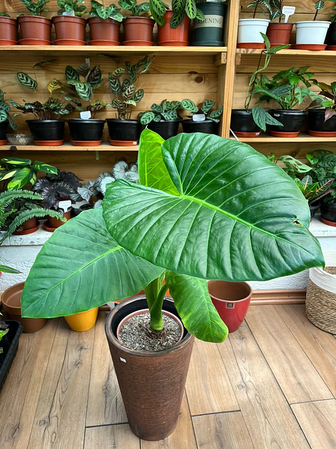 Plantas RV - Manto de Eva tamaño L / Retiro en tienda