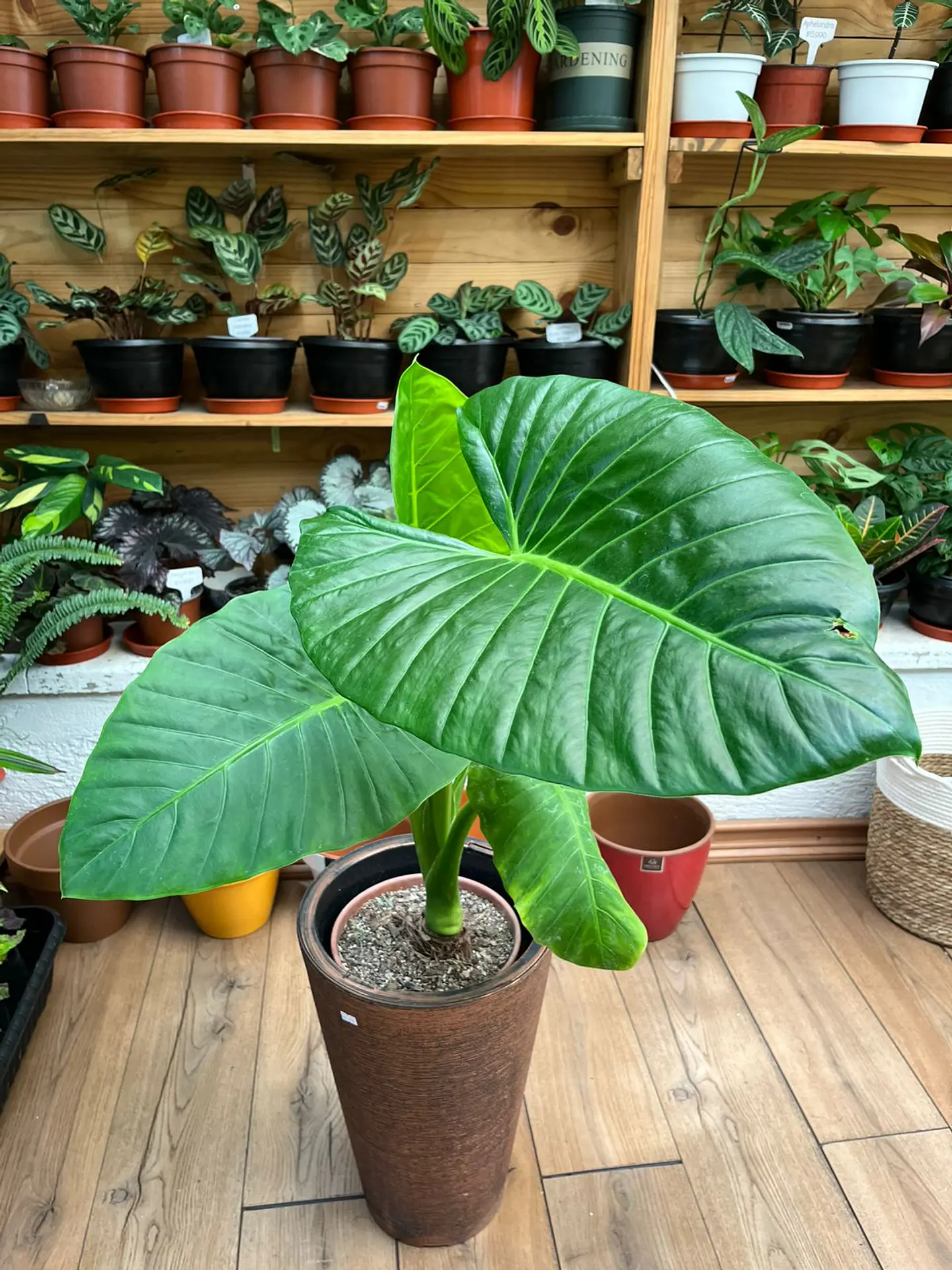 Plantas RV - Manto de Eva tamaño L / Retiro en tienda 1