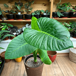 Plantas RV - Manto de Eva tamaño L / Retiro en tienda