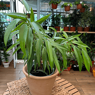 Plantas RV - Ficus Ali tamaño M 