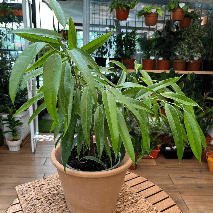 Plantas RV - Ficus Ali tamaño M  1