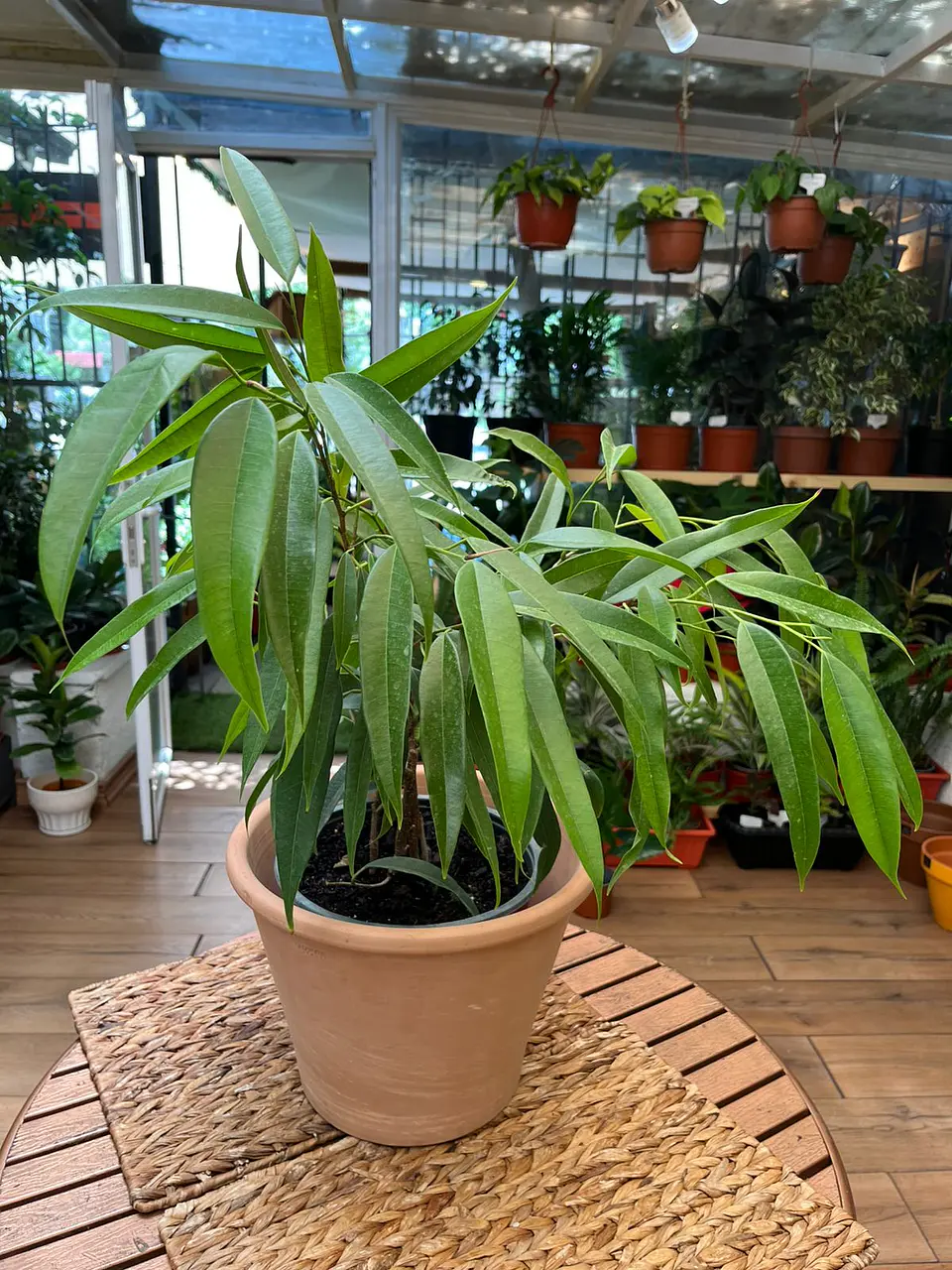 Plantas RV - Ficus Alii tamaño M  1