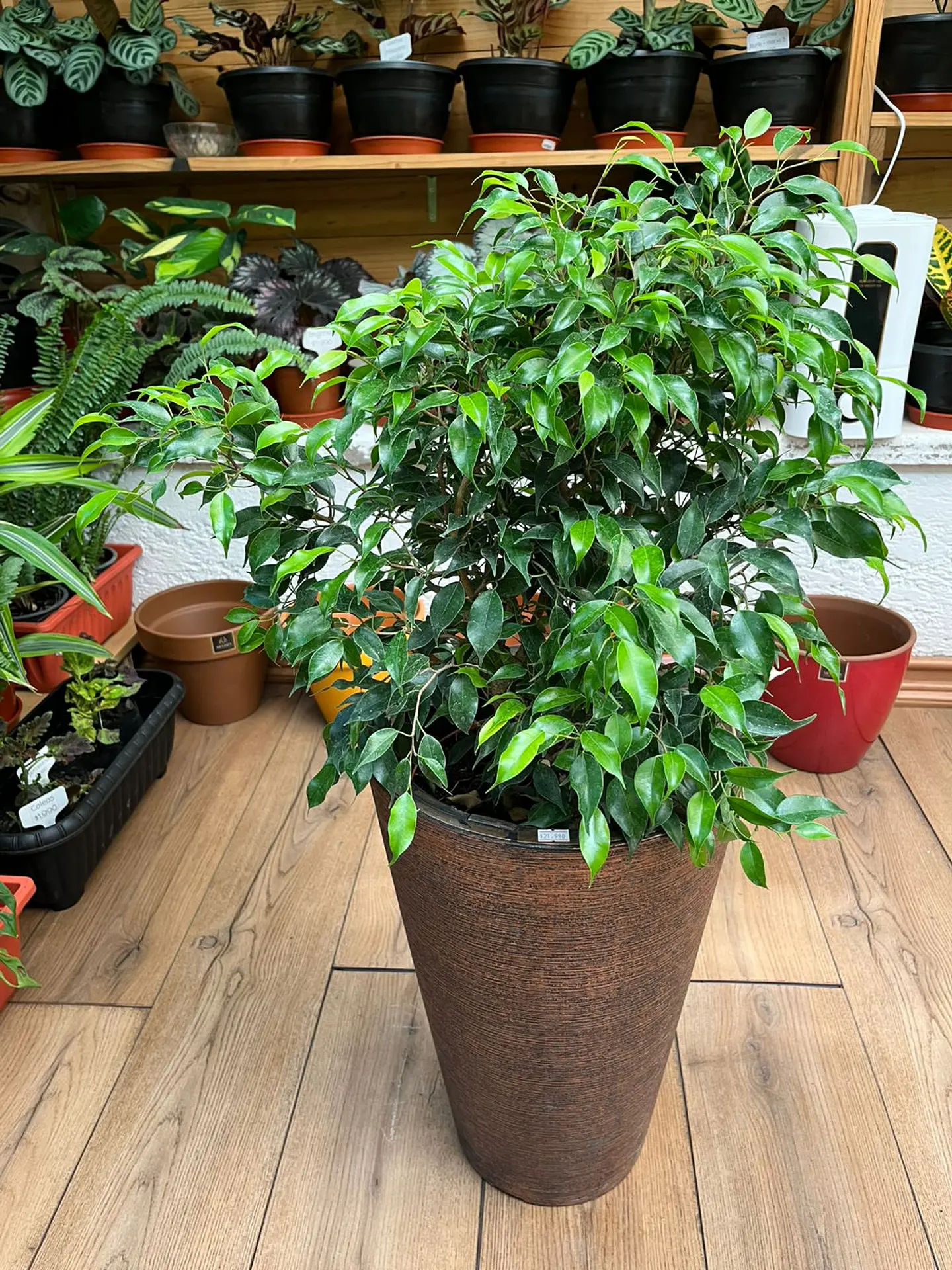 Plantas RV - Ficus Verde Bonsai tamaño M  1