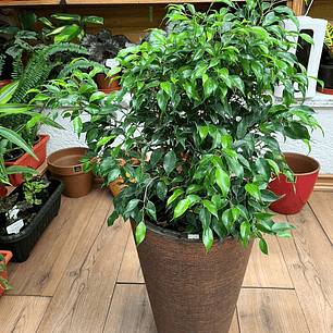 Plantas RV - Ficus Verde Bonsai tamaño M 