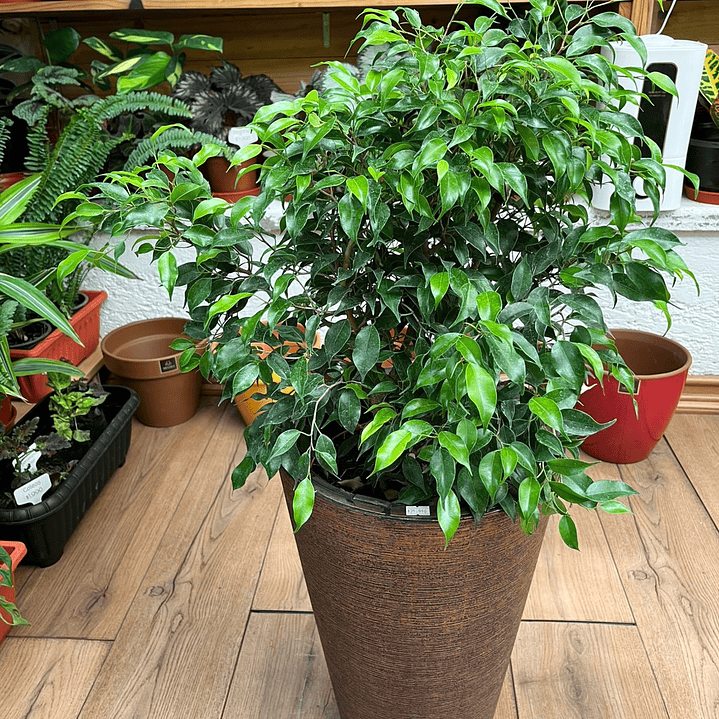 Plantas RV - Ficus Verde Bonsai tamaño M  1