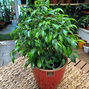 Plantas RV - Ficus Verde Bonsai tamaño S 