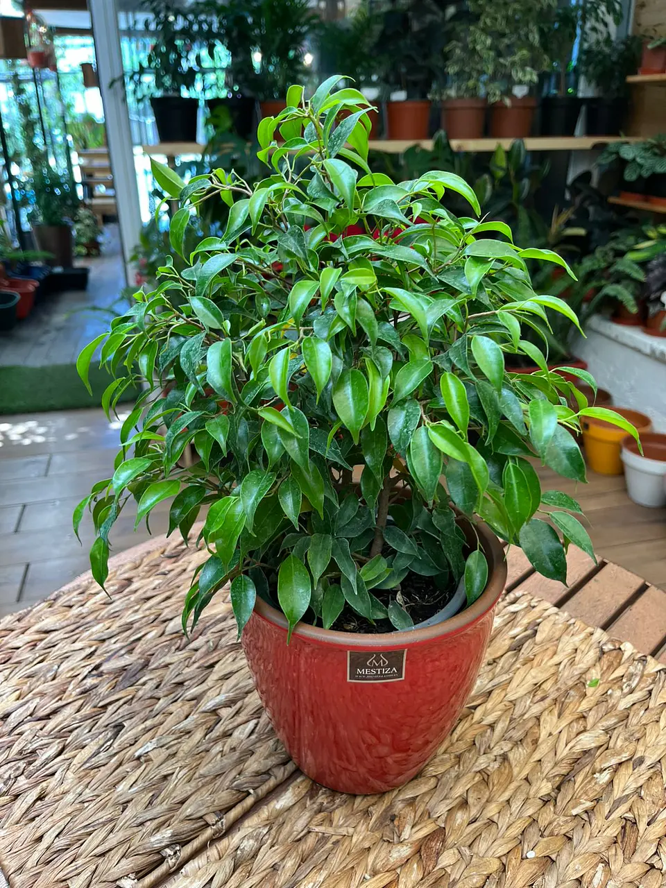 Plantas RV - Ficus Verde Bonsai tamaño S  1