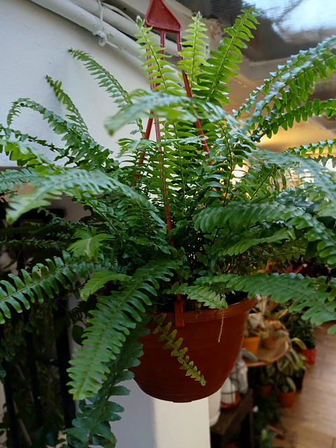 Plantas RV - Helecho Espada tamaño M 