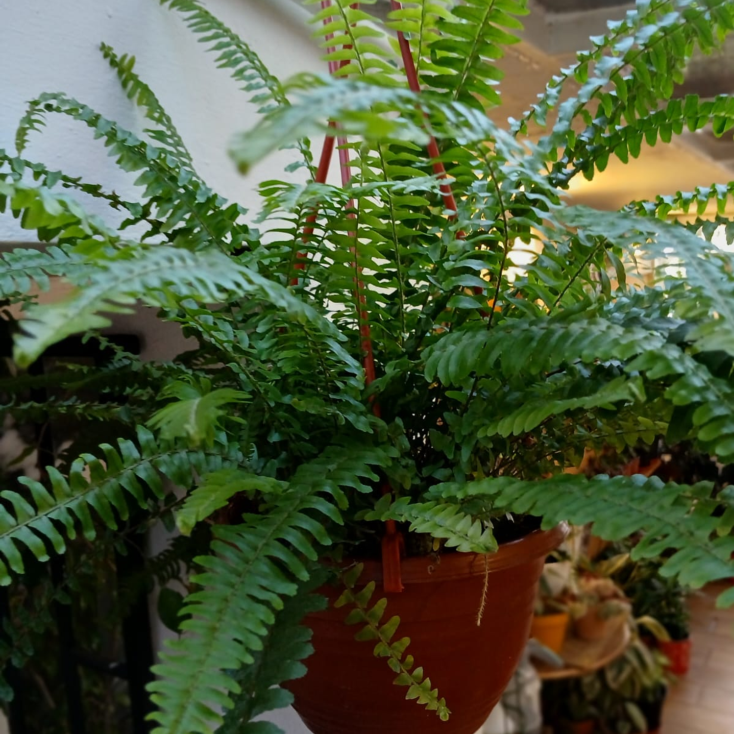 Plantas RV - Helecho Espada tamaño M  2