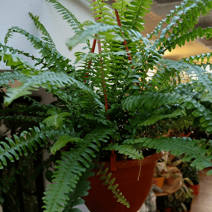 Plantas RV - Helecho Espada tamaño M  2