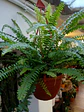 Plantas RV - Helecho Espada tamaño M  - Miniatura 2