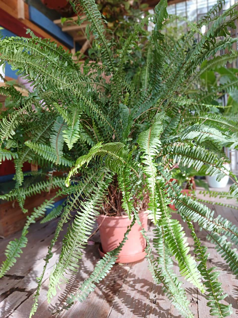 Plantas RV - Helecho Espada tamaño XL 