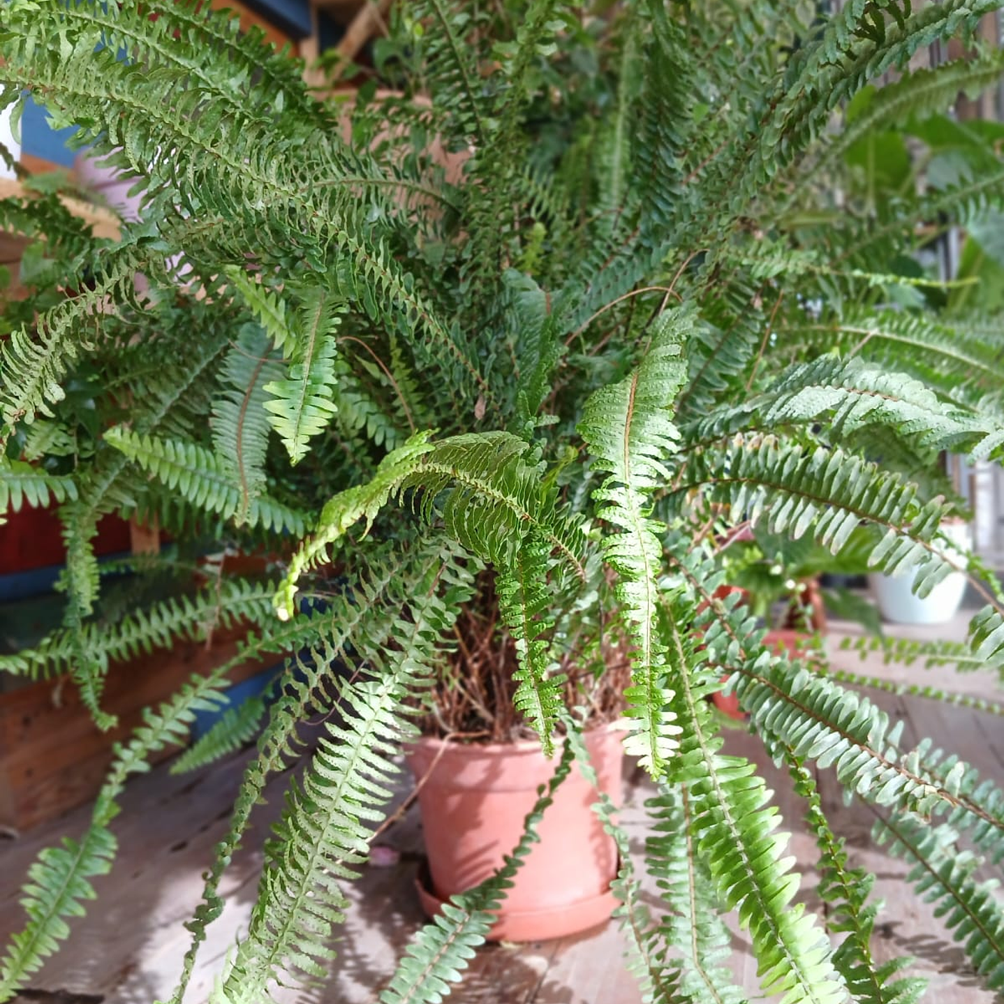 Plantas RV - Helecho Espada tamaño XL  1