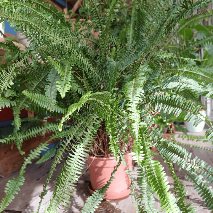 Plantas RV - Helecho Espada tamaño XL  1