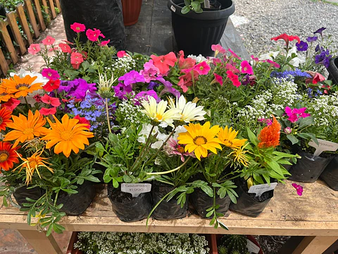 Plantas RV - Flores de Estación tamaño S/ Retiro en tienda 