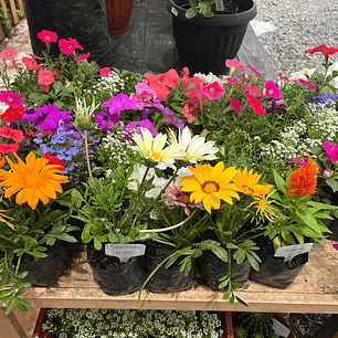 Plantas RV - Flores de Estación tamaño S/ Retiro en tienda 